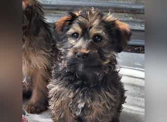 Die ruhige sanfte Ella sucht ein Zuhause !