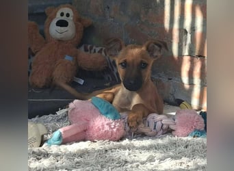 Cody ist sehr freundlich, menschenbezogen, verschmust,verspielt !