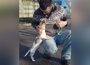 Matti ist sehr lieb, verspielt und menschenbezogen !