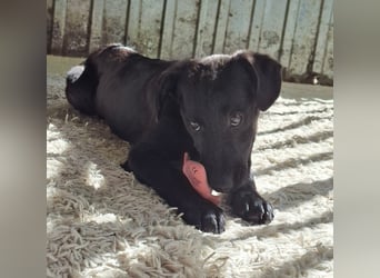 Shadow ist sehr freundlich, fröhlich, neugierig !