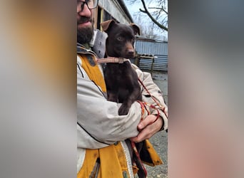 Der liebe Finn ist voller Lebensfreude !