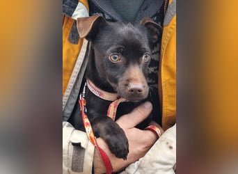 Der liebe Finn ist voller Lebensfreude !