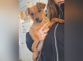 Die fröhliche Cindy sucht ein Zuhause !