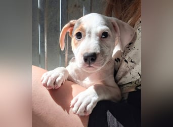 Bella ist sehr freundlich, verspielt, liebevoll, menschenbezogen !
