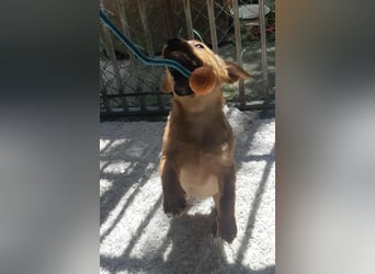 Mara ist sehr lieb, verspielt, fröhlich und verschmust !