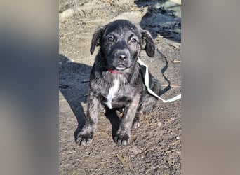 Der liebe, sanfte Jaro sucht ein Zuhause !