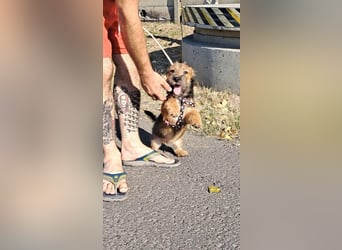 Tekergö ist sehr lieb, verspielt, aktiv, fröhlich, verschmust !