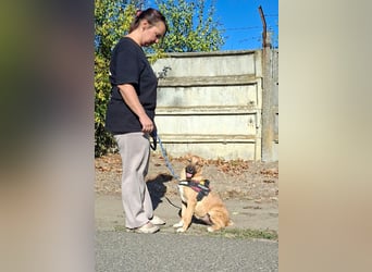 Sonnenschein Zokni sucht ein Zuhause !