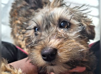 Eliza ist sehr lieb, verspielt und menschenbezogen