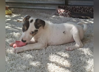 Die liebe Bambi ist immer fröhlich und gut gelaunt !