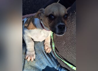 Matti ist sehr lieb, verspielt und menschenbezogen !