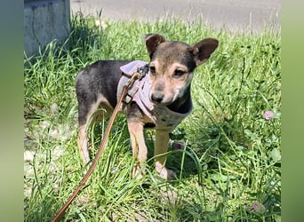 Famikienhund Taya sucht ein Zuhause !