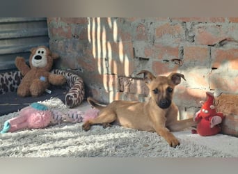 Cody ist sehr freundlich, menschenbezogen, verschmust,verspielt !