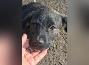 Der liebe, sanfte Jaro sucht ein Zuhause !