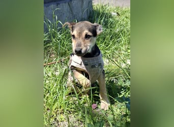 Famikienhund Taya sucht ein Zuhause !