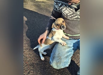 Matti ist sehr lieb, verspielt und menschenbezogen !