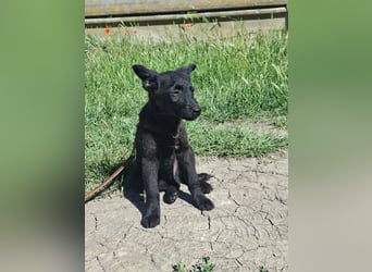 Dumbo ist sehr freundlich, fröhlich,lebhaft,ausgeglichen !
