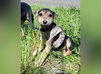 Famikienhund Taya sucht ein Zuhause !
