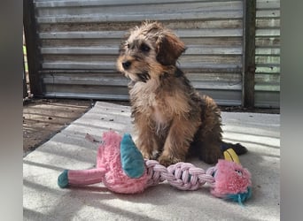 Eliza ist sehr lieb, verspielt und menschenbezogen