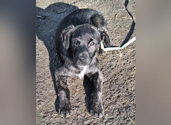 Der liebe, sanfte Jaro sucht ein Zuhause !