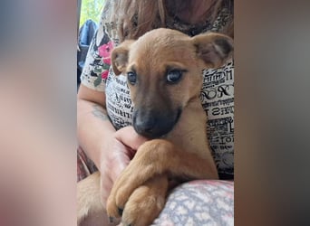 Cody ist sehr freundlich, menschenbezogen, verschmust,verspielt !