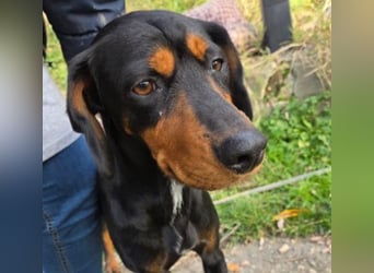 JARAH - liebe, wunderschöne Hündin sucht ihr Zuhause