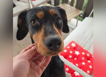 JARAH - liebe, wunderschöne Hündin sucht ihr Zuhause