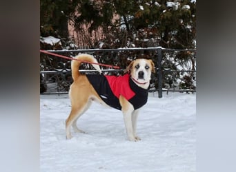 Jessie sucht ein aktives Leben