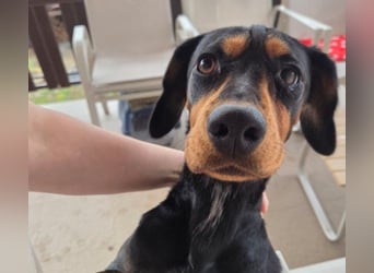 JARAH - liebe, wunderschöne Hündin sucht ihr Zuhause