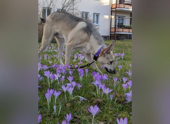 Evgenij: Ein Welpe, der nach einem Jahr plötzlich "überflüssig" wurde