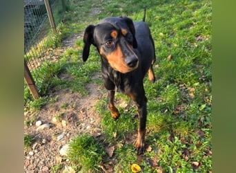 JARAH - liebe, wunderschöne Hündin sucht ihr Zuhause