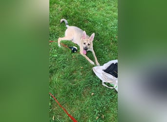 Evgenij: Ein Welpe, der nach einem Jahr plötzlich "überflüssig" wurde