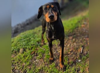 JARAH - liebe, wunderschöne Hündin sucht ihr Zuhause