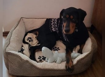 JARAH - liebe, wunderschöne Hündin sucht ihr Zuhause