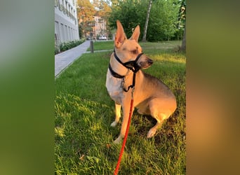 Evgenij: Ein Welpe, der nach einem Jahr plötzlich "überflüssig" wurde