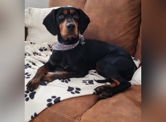 JARAH - liebe, wunderschöne Hündin sucht ihr Zuhause