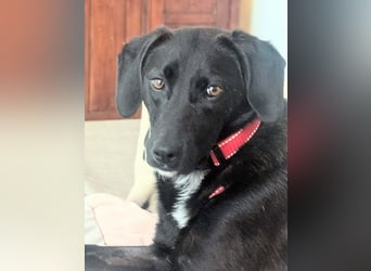 zarte Sally wartet in Dresden