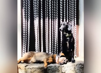 zarte Sally wartet in Dresden