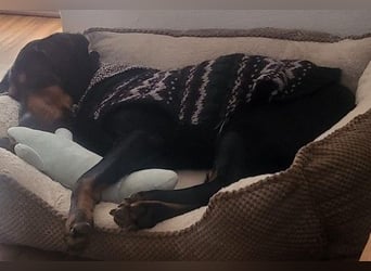 JARAH - liebe, wunderschöne Hündin sucht ihr Zuhause