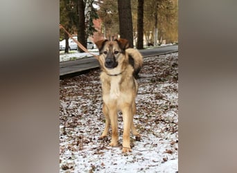 Wundervolle Lapa sucht ihre treuen Menschen