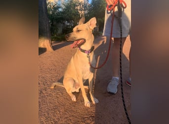 Evgenij: Ein Welpe, der nach einem Jahr plötzlich "überflüssig" wurde