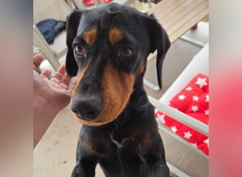 JARAH - liebe, wunderschöne Hündin sucht ihr Zuhause