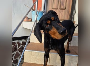 JARAH - liebe, wunderschöne Hündin sucht ihr Zuhause