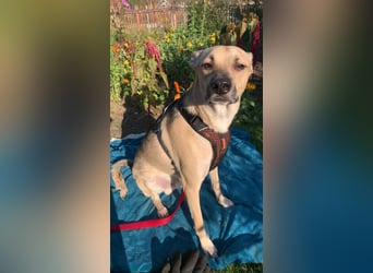 Evgenij: Ein Welpe, der nach einem Jahr plötzlich "überflüssig" wurde