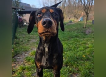 JARAH - liebe, wunderschöne Hündin sucht ihr Zuhause