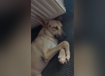 Evgenij: Ein Welpe, der nach einem Jahr plötzlich "überflüssig" wurde