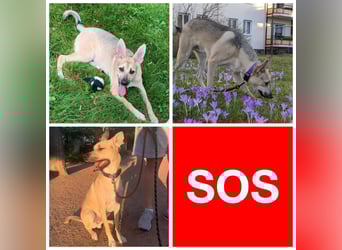 Evgenij: Ein Welpe, der nach einem Jahr plötzlich "überflüssig" wurde