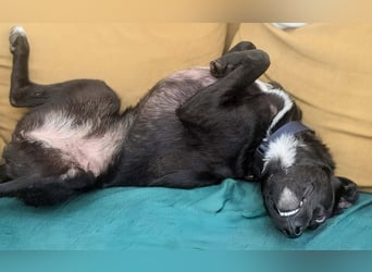 zarte Sally wartet in Dresden