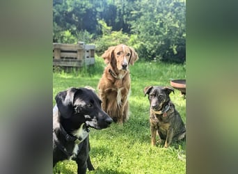 zarte Sally wartet in Dresden
