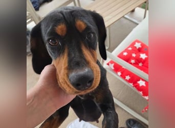 JARAH - liebe, wunderschöne Hündin sucht ihr Zuhause